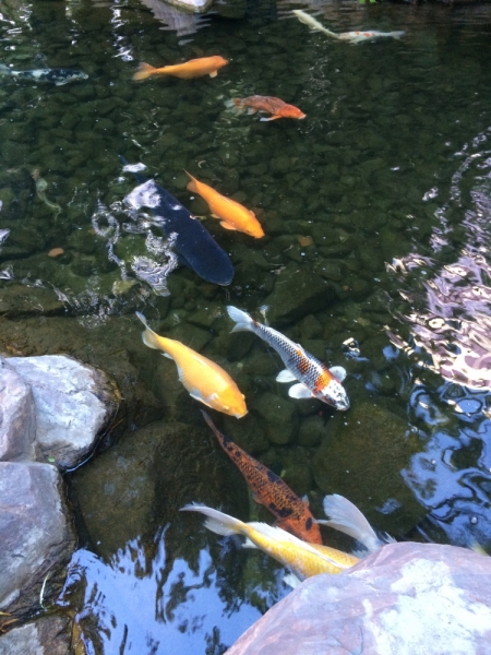 Без машины: Лос-Анджелес - Сан-Диего - Сан-Франциско - Лас-Вегас - Чикаго - Нью-Йорк и каньоны? - Done!