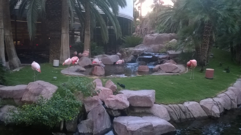 Без машины: Лос-Анджелес - Сан-Диего - Сан-Франциско - Лас-Вегас - Чикаго - Нью-Йорк и каньоны? - Done!