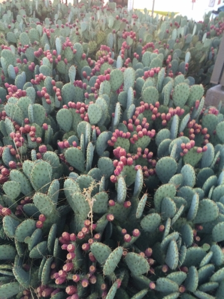 Без машины: Лос-Анджелес - Сан-Диего - Сан-Франциско - Лас-Вегас - Чикаго - Нью-Йорк и каньоны? - Done!