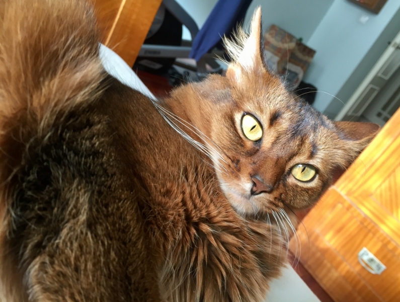 Кошки в нашей жизни. Кошки и все, что с ними связано.