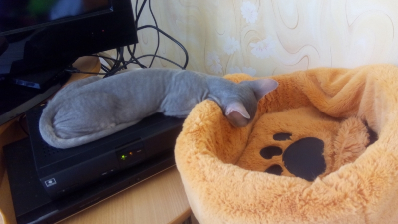 Кошки в нашей жизни. Кошки и все, что с ними связано.