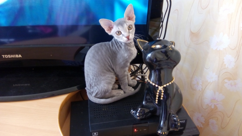 Кошки в нашей жизни. Кошки и все, что с ними связано.