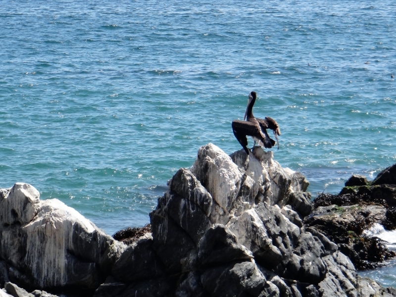 Фотографии птиц