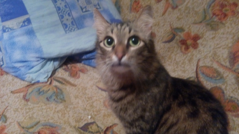 Кошки в нашей жизни. Кошки и все, что с ними связано.