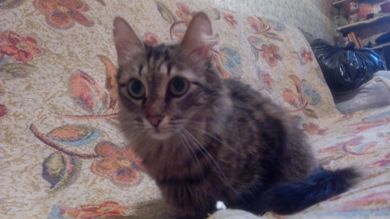 Кошки в нашей жизни. Кошки и все, что с ними связано.