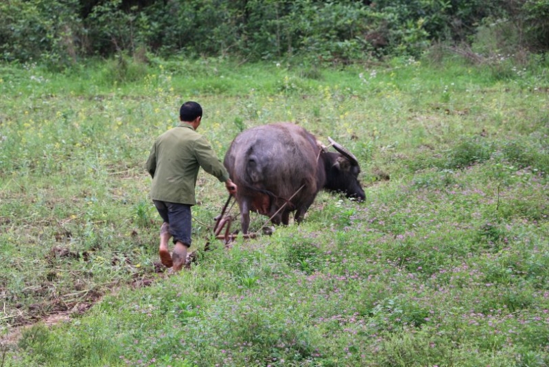Китай без дождей. 2 недели в апреле 2017-го. Гуанчжоу-Шаогуань-Яншо-Синпин-Дажай-Чжанцзяцзе-Фуронг-Дэханг-Фенхуан-Шанхай