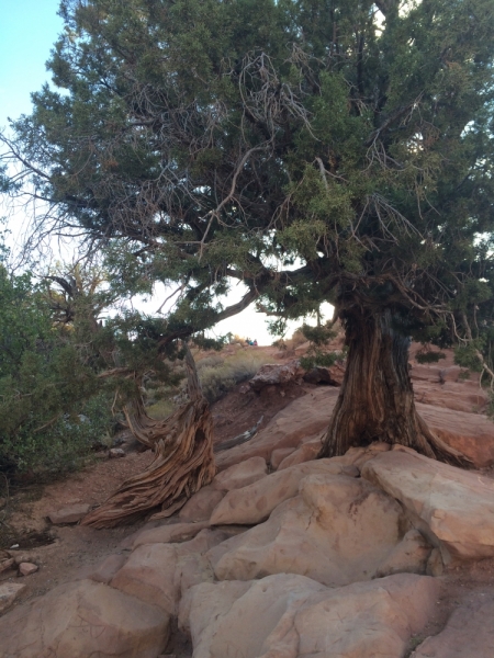 Без машины: Лос-Анджелес - Сан-Диего - Сан-Франциско - Лас-Вегас - Чикаго - Нью-Йорк и каньоны? - Done!