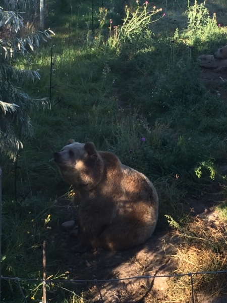 Без машины: Лос-Анджелес - Сан-Диего - Сан-Франциско - Лас-Вегас - Чикаго - Нью-Йорк и каньоны? - Done!