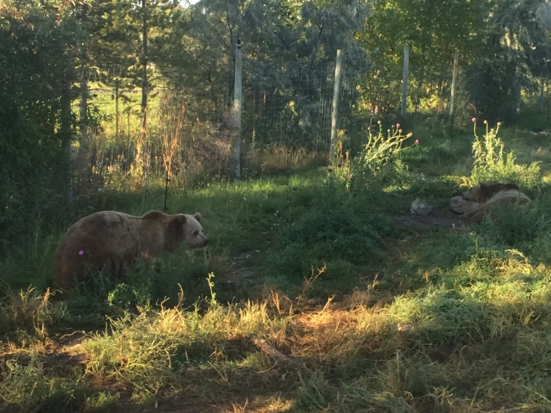 Без машины: Лос-Анджелес - Сан-Диего - Сан-Франциско - Лас-Вегас - Чикаго - Нью-Йорк и каньоны? - Done!