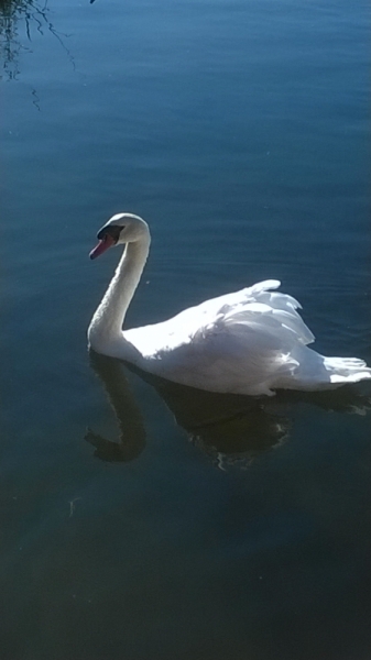 Без машины: Лос-Анджелес - Сан-Диего - Сан-Франциско - Лас-Вегас - Чикаго - Нью-Йорк и каньоны? - Done!