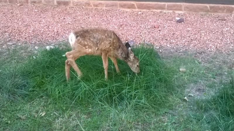 Без машины: Лос-Анджелес - Сан-Диего - Сан-Франциско - Лас-Вегас - Чикаго - Нью-Йорк и каньоны? - Done!