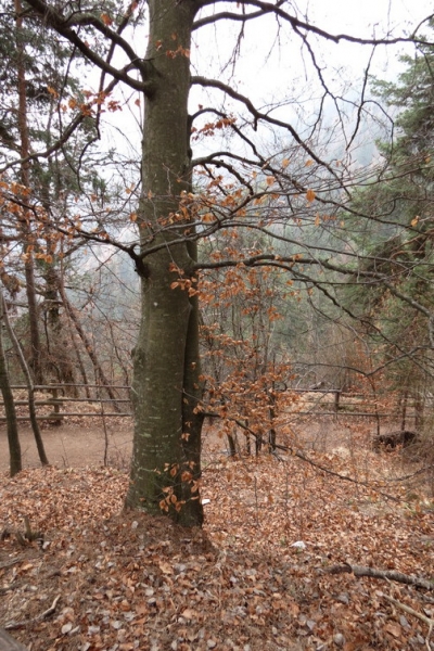 Случайная Италия. Просто погулять. Бергамо-Больцано-Брешиа, март 2017.