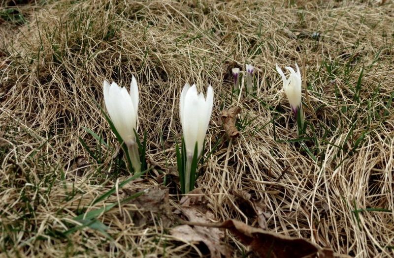Случайная Италия. Просто погулять. Бергамо-Больцано-Брешиа, март 2017.