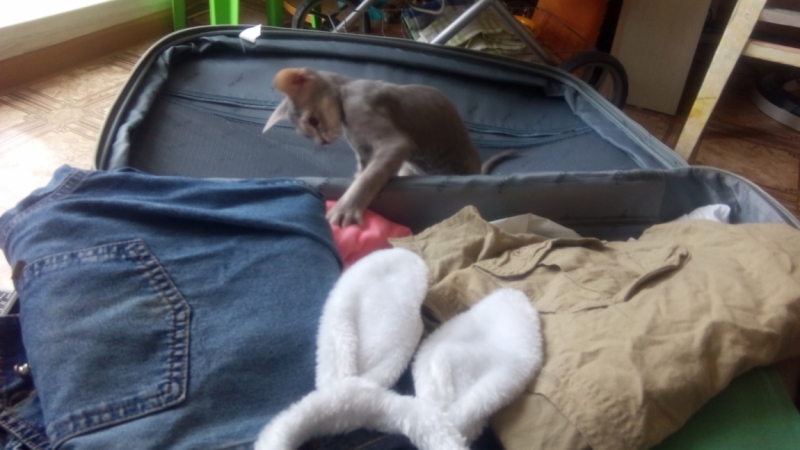 Кошки в нашей жизни. Кошки и все, что с ними связано.