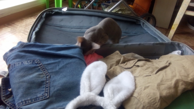 Кошки в нашей жизни. Кошки и все, что с ними связано.