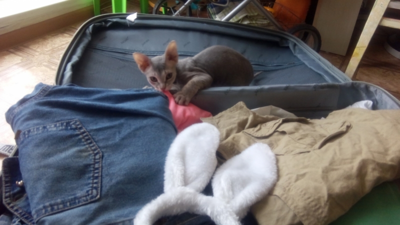 Кошки в нашей жизни. Кошки и все, что с ними связано.