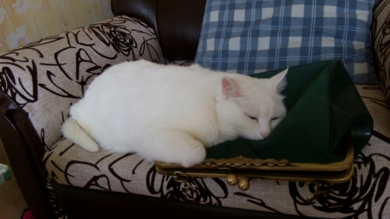 Кошки в нашей жизни. Кошки и все, что с ними связано.