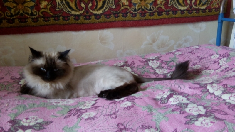 Кошки в нашей жизни. Кошки и все, что с ними связано.