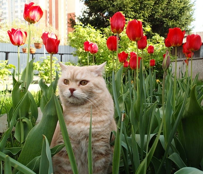 Кошки в нашей жизни. Кошки и все, что с ними связано.