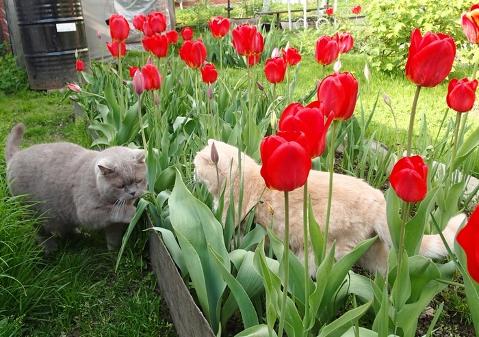 Кошки в нашей жизни. Кошки и все, что с ними связано.