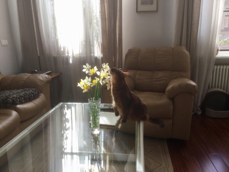 Кошки в нашей жизни. Кошки и все, что с ними связано.