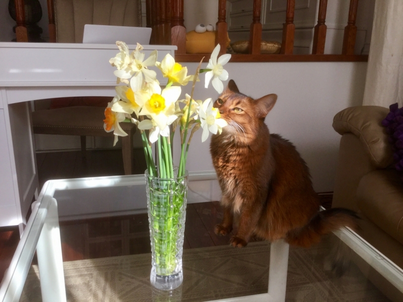 Кошки в нашей жизни. Кошки и все, что с ними связано.