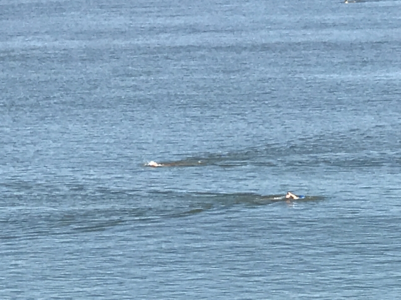 Большие города . Запад и Восток США