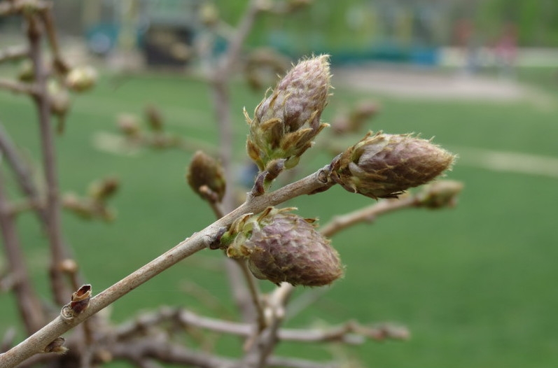 Случайная Италия. Просто погулять. Бергамо-Больцано-Брешиа, март 2017.