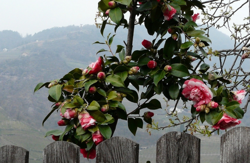 Случайная Италия. Просто погулять. Бергамо-Больцано-Брешиа, март 2017.