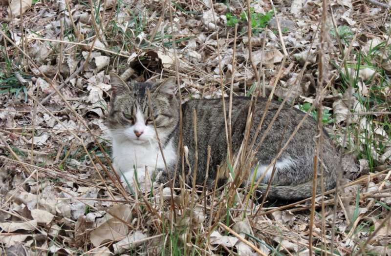 Случайная Италия. Просто погулять. Бергамо-Больцано-Брешиа, март 2017.