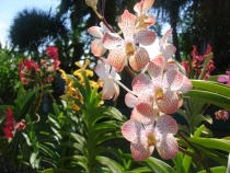 Орхидеи