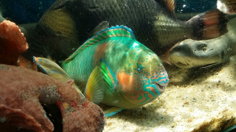 Нячанг. Вторая половина марта 2017