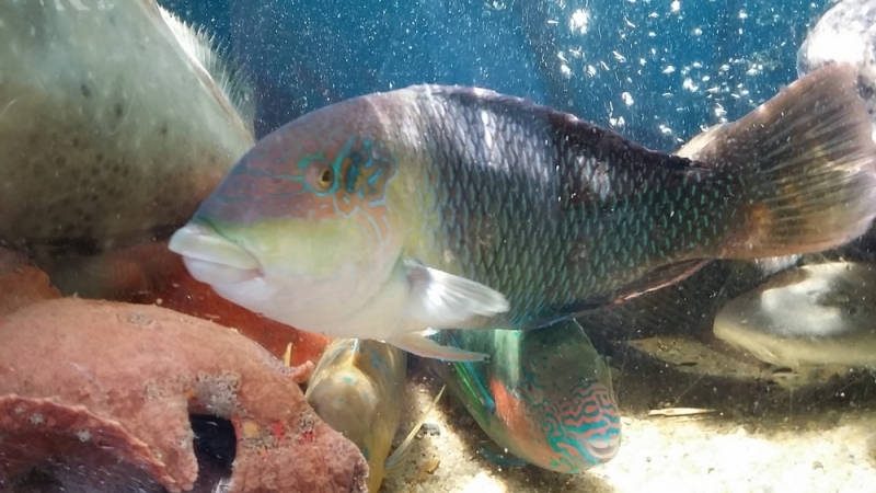 Нячанг. Вторая половина марта 2017