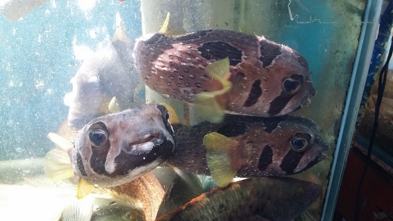 Нячанг. Вторая половина марта 2017