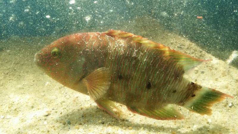 Нячанг. Вторая половина марта 2017