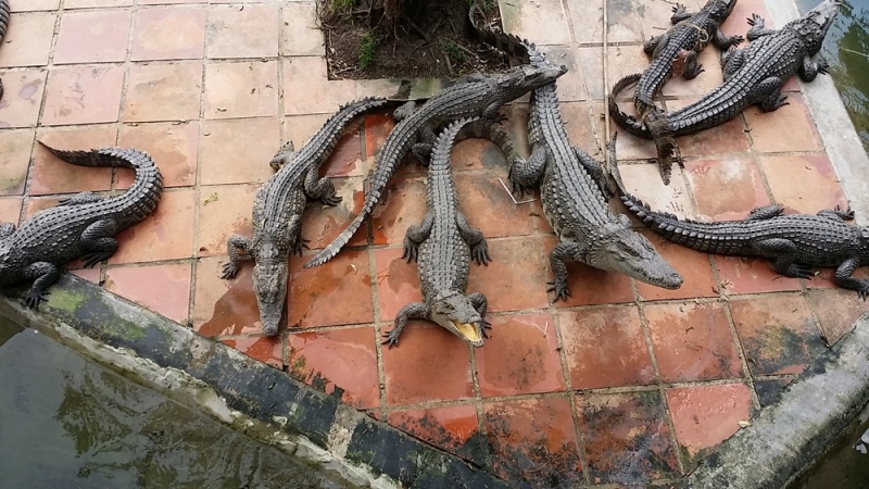 Нячанг. Вторая половина марта 2017