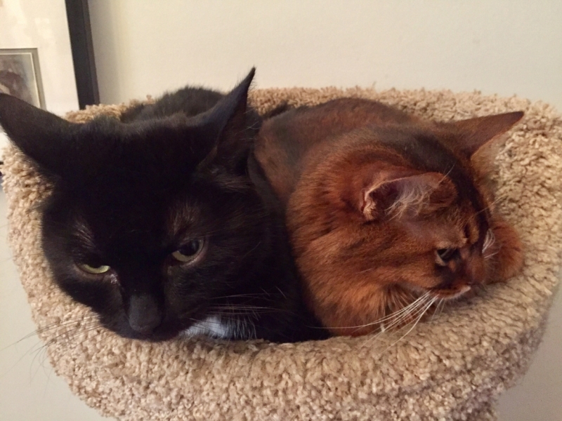 Кошки в нашей жизни. Кошки и все, что с ними связано.