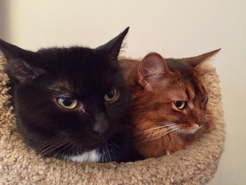 Кошки в нашей жизни. Кошки и все, что с ними связано.