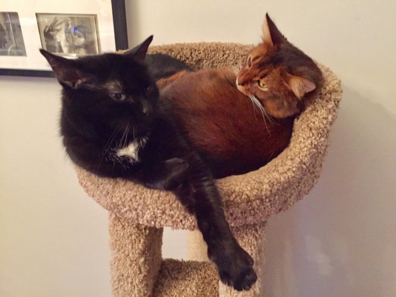 Кошки в нашей жизни. Кошки и все, что с ними связано.