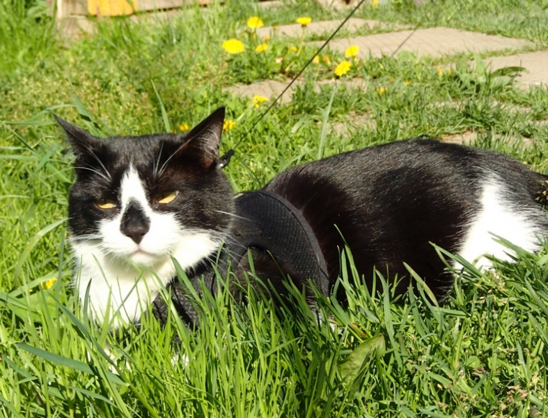 Кошки в нашей жизни. Кошки и все, что с ними связано.