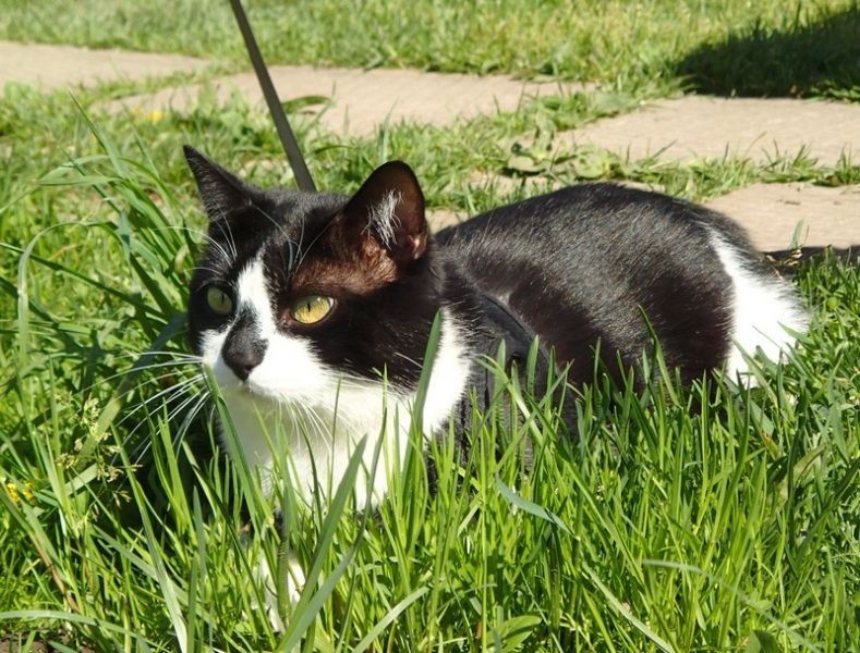 Кошки в нашей жизни. Кошки и все, что с ними связано.
