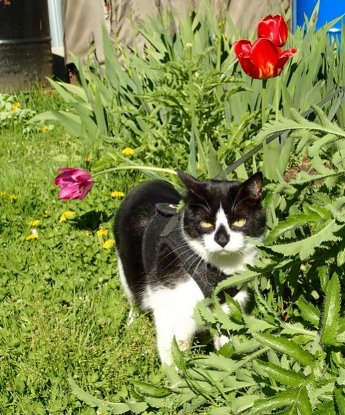 Кошки в нашей жизни. Кошки и все, что с ними связано.