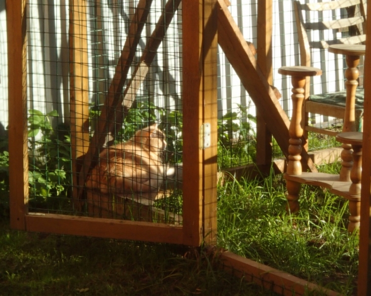 Кошки в нашей жизни. Кошки и все, что с ними связано.