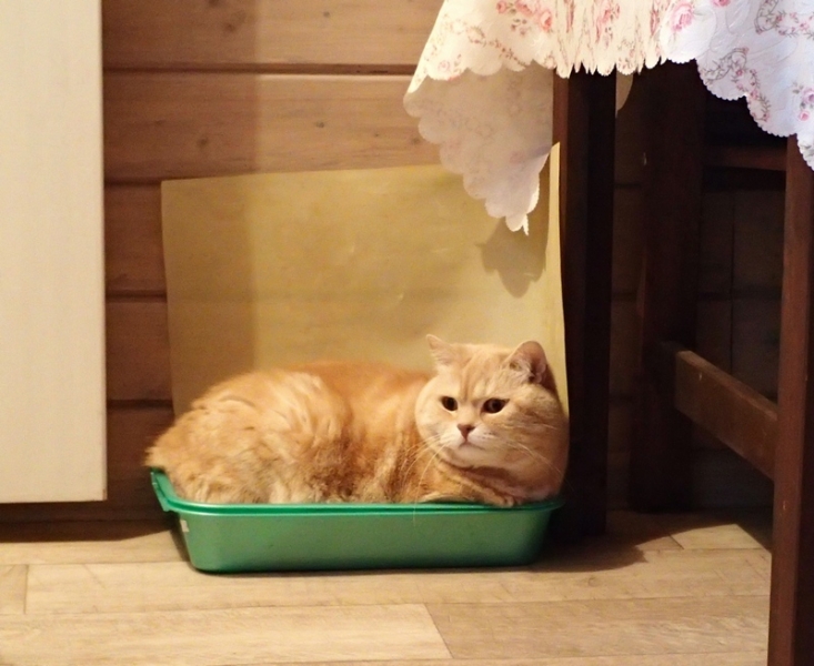 Кошки в нашей жизни. Кошки и все, что с ними связано.