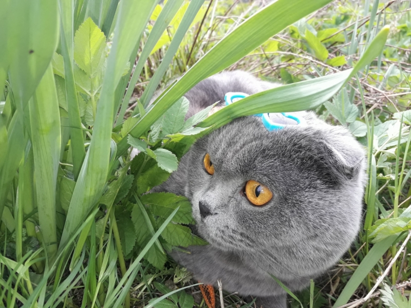 Кошки в нашей жизни. Кошки и все, что с ними связано.