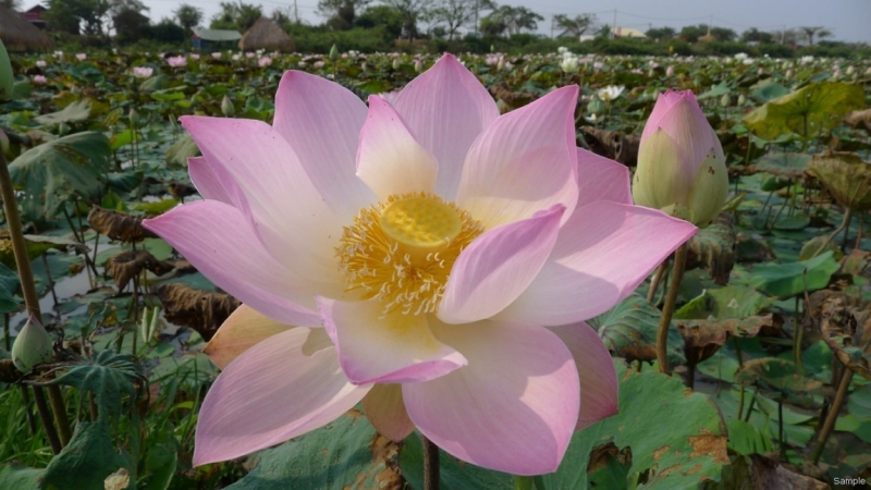 Такая разная Индонезия (Март 2017 года)