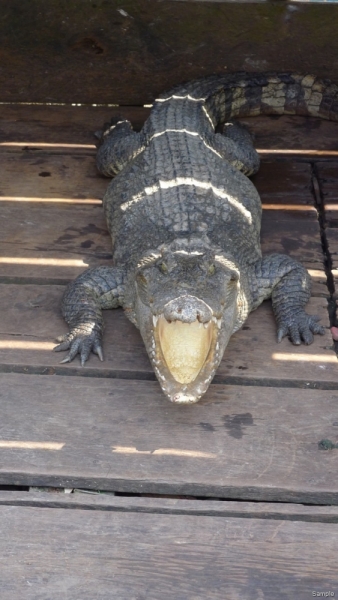 Такая разная Индонезия (Март 2017 года)