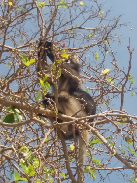 Второй заход. Наш теплый декабрь 2016 (Пхукет, Краби, Бангкок)