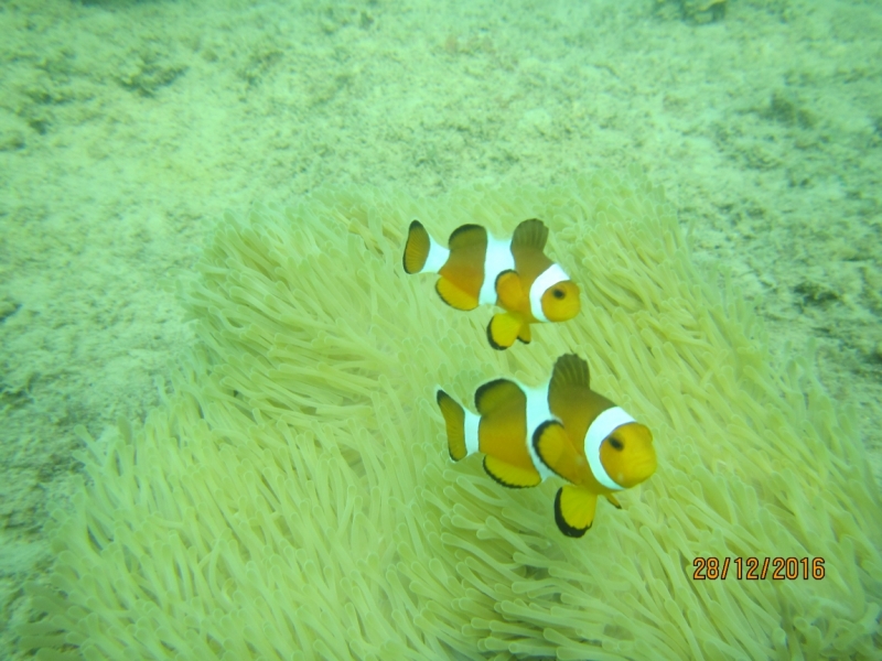 Второй заход. Наш теплый декабрь 2016 (Пхукет, Краби, Бангкок)