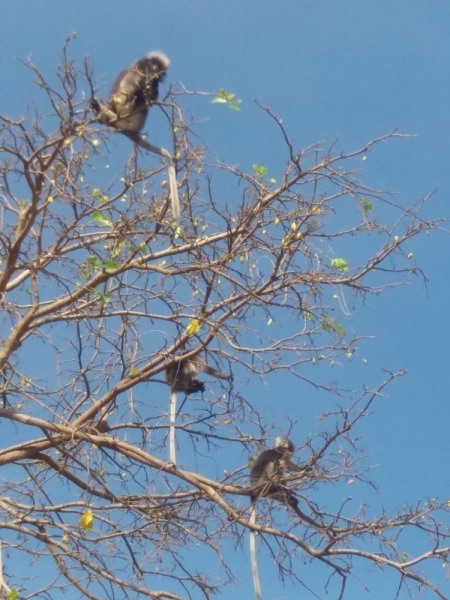 Второй заход. Наш теплый декабрь 2016 (Пхукет, Краби, Бангкок)